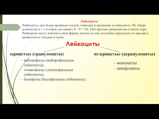 Лейкоциты Лейкоциты, или белые кровяные клетки, отвечают в организме за