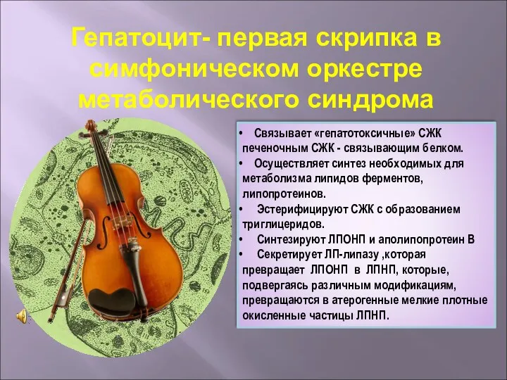 Гепатоцит- первая скрипка в симфоническом оркестре метаболического синдрома Связывает «гепатотоксичные»