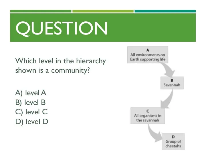 QUESTION Which level in the hierarchy shown is a community? A) level A