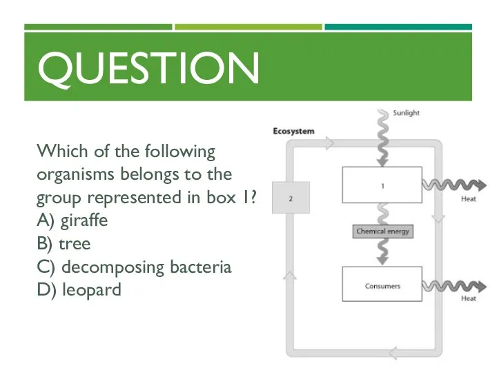 QUESTION Which of the following organisms belongs to the group represented in box