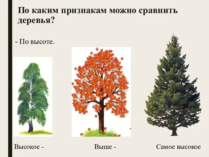 По каким признакам можно сравнить деревья? - По высоте. Высокое - Выше - Самое высокое