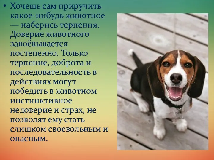 Хочешь сам приручить какое-нибудь животное — наберись терпения. Доверие животного