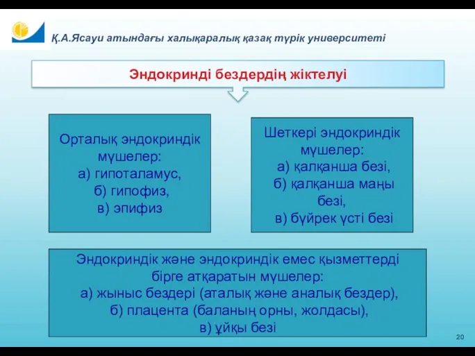 20 Қ.А.Ясауи атындағы халықаралық қазақ түрік университеті Эндокринді бездердің жіктелуі