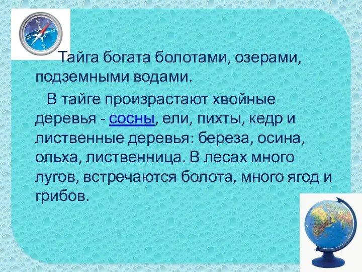 Тайга богата болотами, озерами, подземными водами. В тайге произрастают хвойные