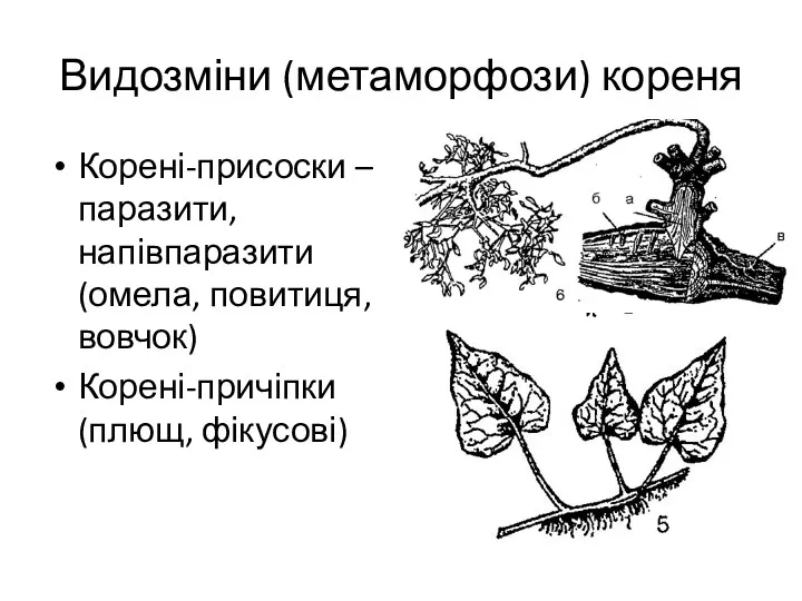 Видозміни (метаморфози) кореня Корені-присоски – паразити, напівпаразити (омела, повитиця, вовчок) Корені-причіпки (плющ, фікусові)