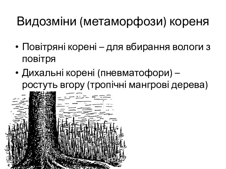 Видозміни (метаморфози) кореня Повітряні корені – для вбирання вологи з повітря Дихальні корені