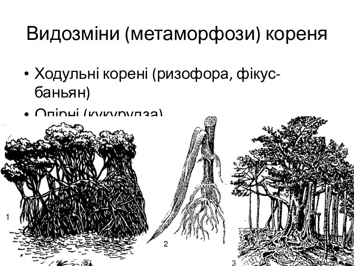 Видозміни (метаморфози) кореня Ходульні корені (ризофора, фікус-баньян) Опірні (кукурудза)