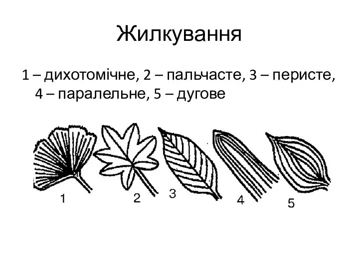 Жилкування 1 – дихотомічне, 2 – пальчасте, 3 – перисте, 4 – паралельне, 5 – дугове