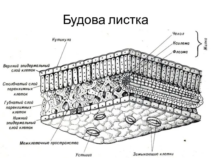 Будова листка