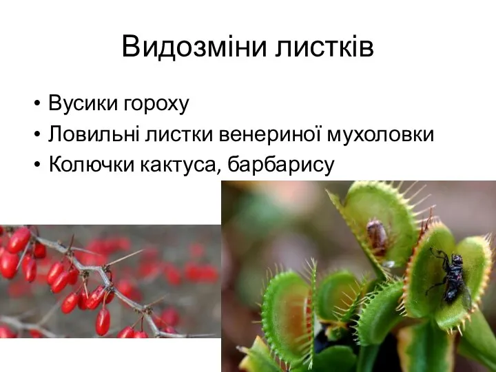 Видозміни листків Вусики гороху Ловильні листки венериної мухоловки Колючки кактуса, барбарису