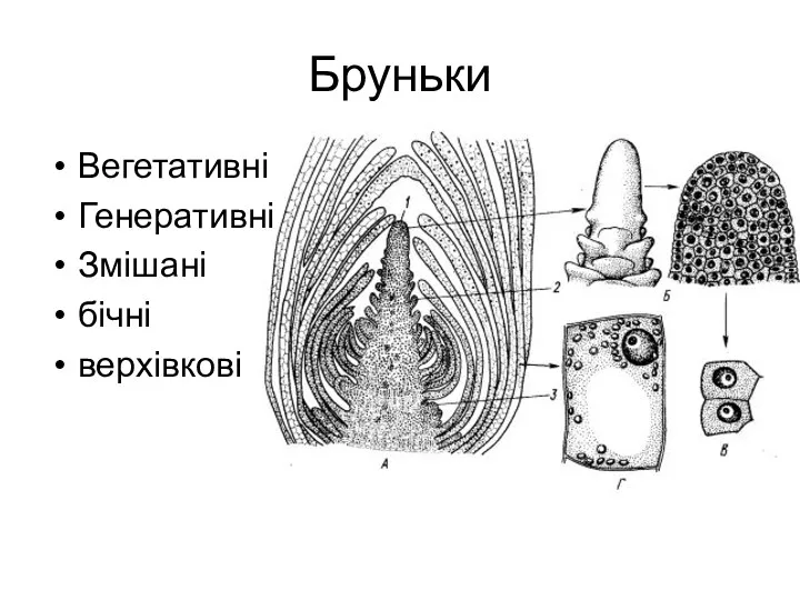 Бруньки Вегетативні Генеративні Змішані бічні верхівкові