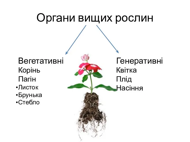 Органи вищих рослин Вегетативні Корінь Пагін Листок Брунька Стебло Генеративні Квітка Плід Насіння
