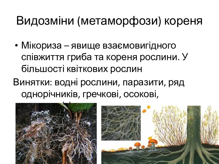 Видозміни (метаморфози) кореня Мікориза – явище взаємовигідного співжиття гриба та кореня рослини. У