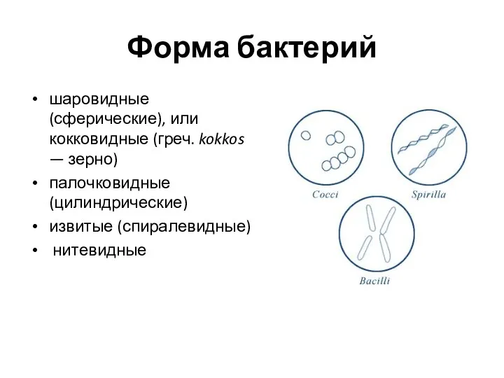 Форма бактерий шаровидные (сферические), или кокковидные (греч. kokkos — зерно) палочковидные (цилиндрические) извитые (спиралевидные) нитевидные