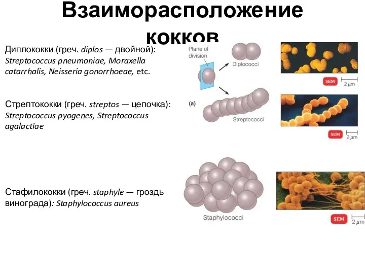 Взаиморасположение кокков Диплококки (греч. diplos — двойной): Streptococcus pneumoniae, Moraxella catarrhalis, Neisseria gonorrhoeae,
