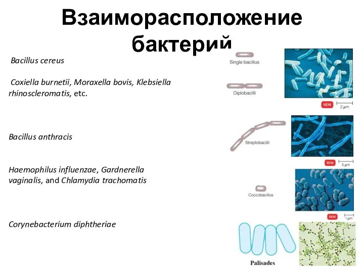 Взаиморасположение бактерий Bacillus cereus Coxiella burnetii, Moraxella bovis, Klebsiella rhinoscleromatis, etc. Bacillus anthracis