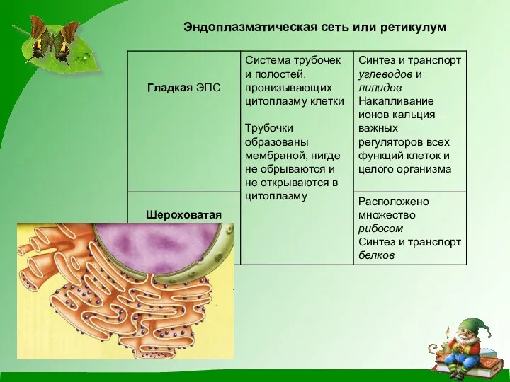 Эндоплазматическая сеть или ретикулум