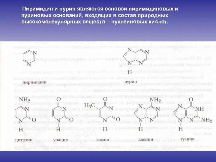 Пиримидин и пурин являются основой пиримидиновых и пуриновых оснований, входящих