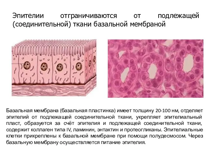 Эпителии отграничиваются от подлежащей (соединительной) ткани базальной мембраной Базальная мембрана