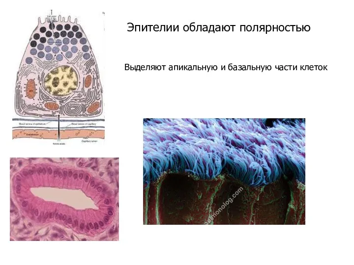 Эпителии обладают полярностью Выделяют апикальную и базальную части клеток