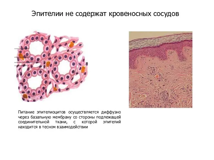 Эпителии не содержат кровеносных сосудов Питание эпителиоцитов осуществляется диффузно через