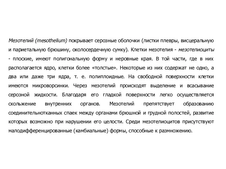 Мезотелий (mesothelium) покрывает серозные оболочки (листки плевры, висцеральную и париетальную