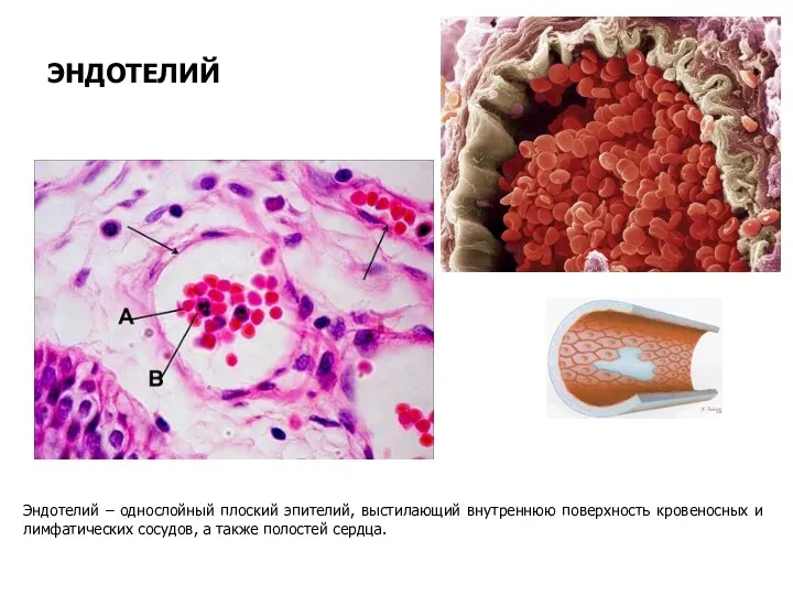 ЭНДОТЕЛИЙ Эндотелий – однослойный плоский эпителий, выстилающий внутреннюю поверхность кровеносных