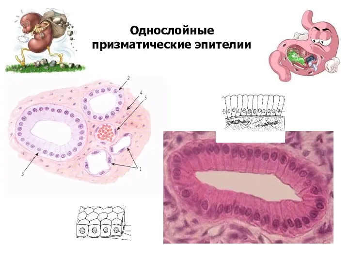 Однослойные призматические эпителии