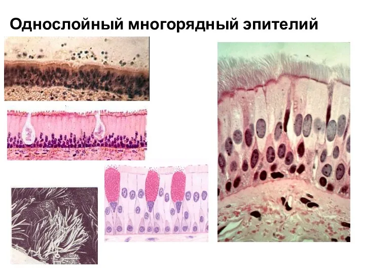 Однослойный многорядный эпителий