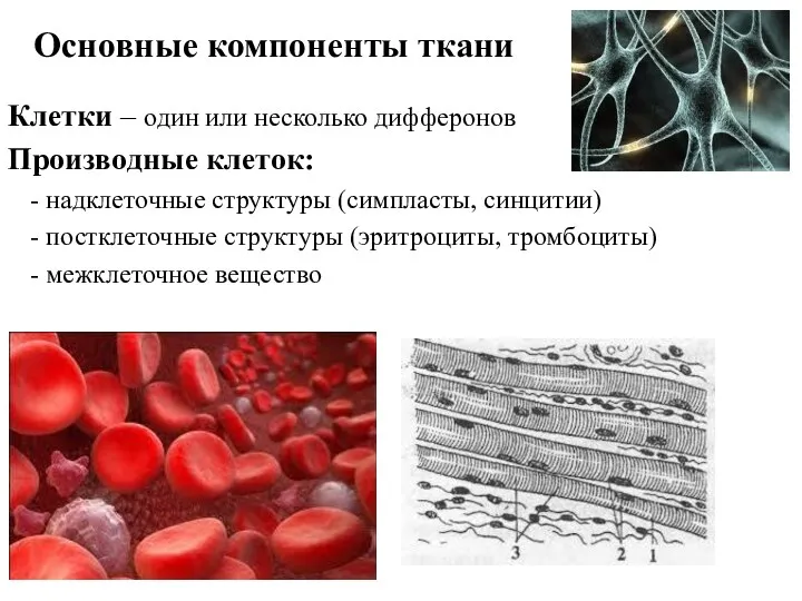 Основные компоненты ткани Клетки – один или несколько дифферонов Производные