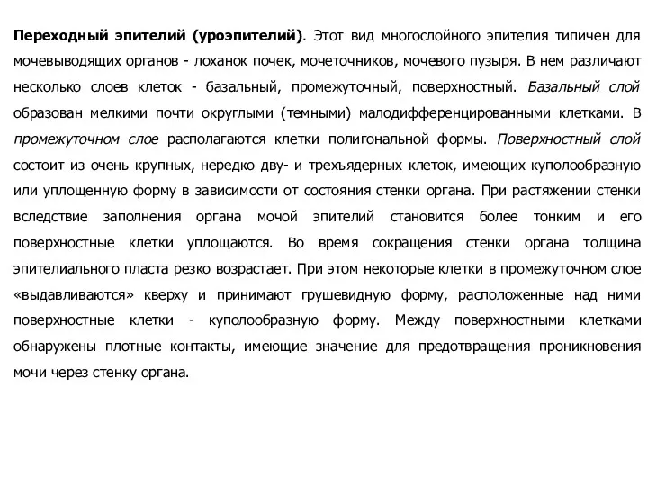 Переходный эпителий (уроэпителий). Этот вид многослойного эпителия типичен для мочевыводящих