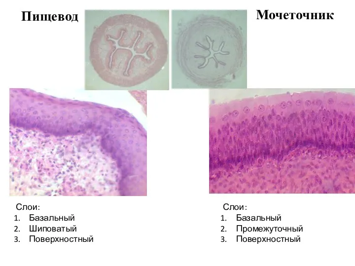 Пищевод Мочеточник Слои: Базальный Промежуточный Поверхностный Слои: Базальный Шиповатый Поверхностный
