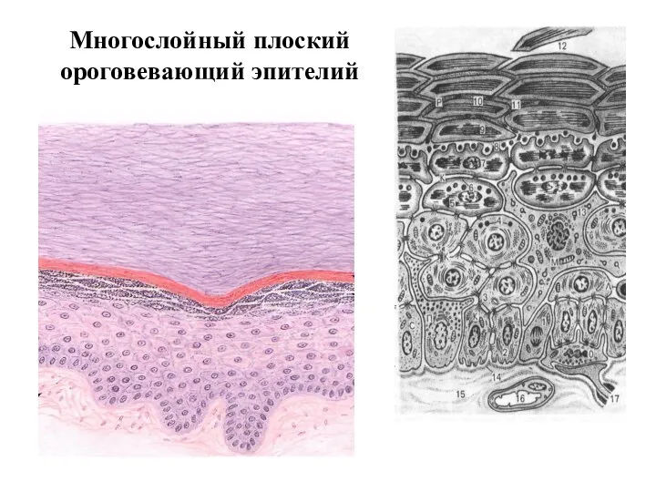 Многослойный плоский ороговевающий эпителий