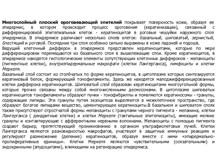 Многослойный плоский ороговевающий эпителий покрывает поверхность кожи, образуя ее эпидермис,