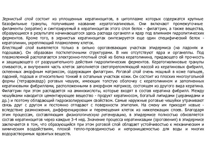 Зернистый слой состоит из уплощенных кератиноцитов, в цитоплазме которых содержатся