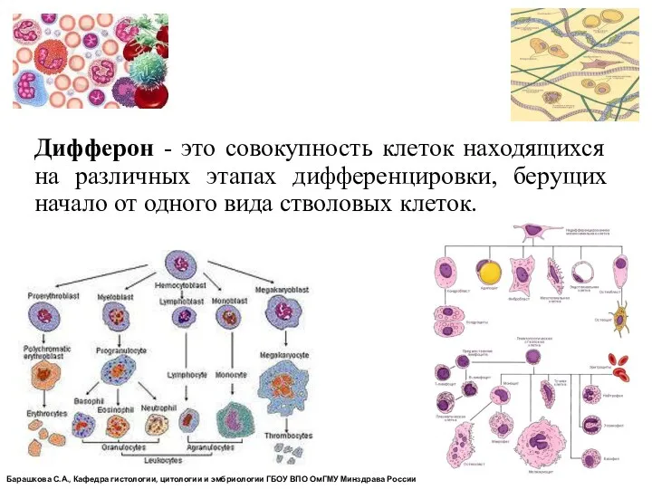 Дифферон - это совокупность клеток находящихся на различных этапах дифференцировки,