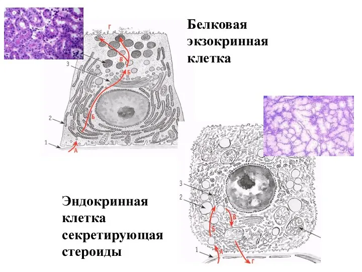 Белковая экзокринная клетка Эндокринная клетка секретирующая стероиды