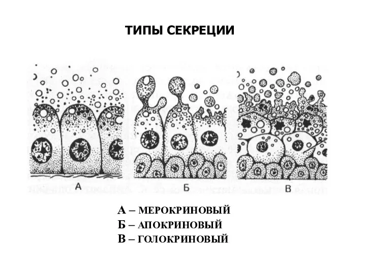 А – МЕРОКРИНОВЫЙ Б – АПОКРИНОВЫЙ В – ГОЛОКРИНОВЫЙ ТИПЫ СЕКРЕЦИИ