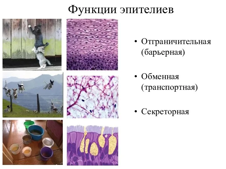 Функции эпителиев Отграничительная (барьерная) Обменная (транспортная) Секреторная