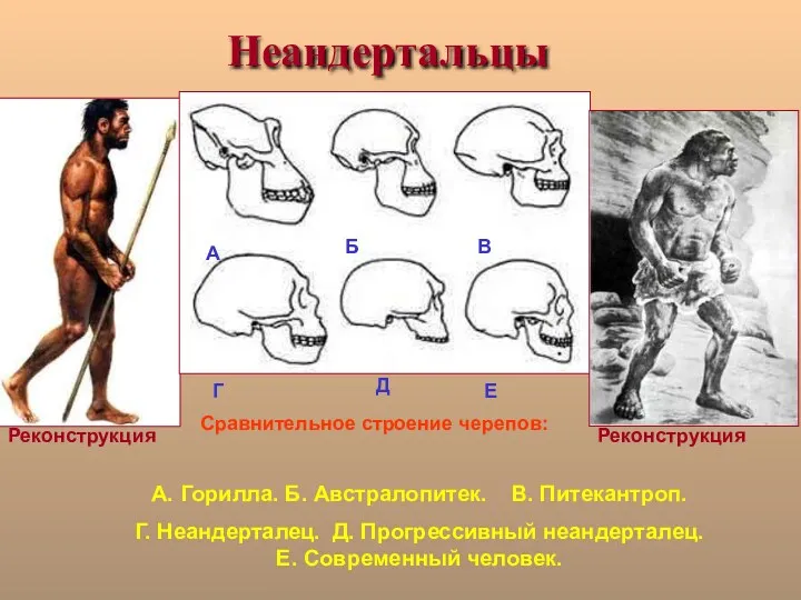 Неандертальцы Реконструкция Реконструкция Сравнительное строение черепов: А. Горилла. Б. Австралопитек.