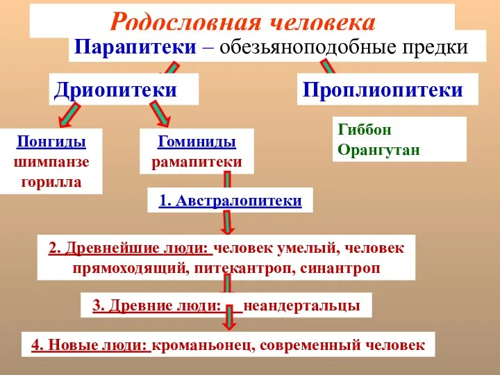 Родословная человека Парапитеки – обезьяноподобные предки Дриопитеки Проплиопитеки Понгиды шимпанзе