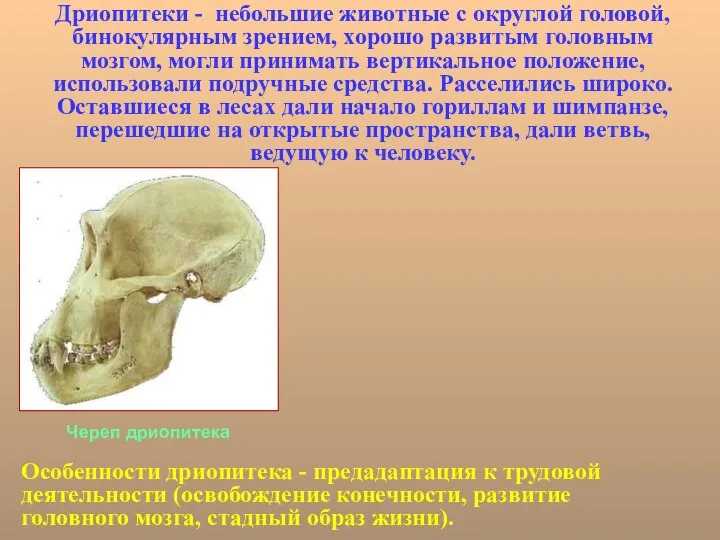 Дриопитеки - небольшие животные с округлой головой, бинокулярным зрением, хорошо