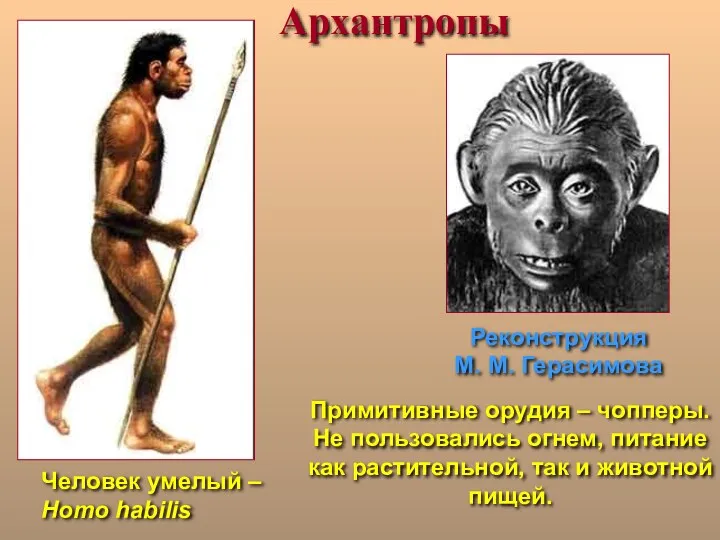 Архантропы Реконструкция М. М. Герасимова Человек умелый – Homo habilis