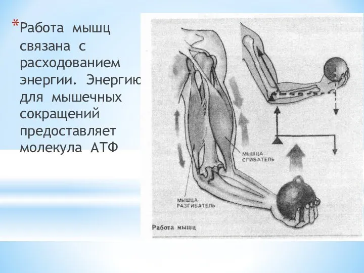 Работа мышц связана с расходованием энергии. Энергию для мышечных сокращений предоставляет молекула АТФ