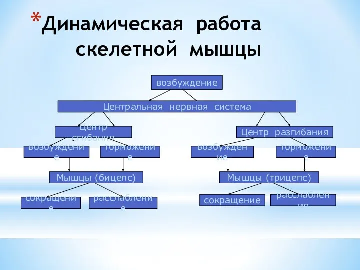 Динамическая работа скелетной мышцы возбуждение Центральная нервная система Центр сгибания