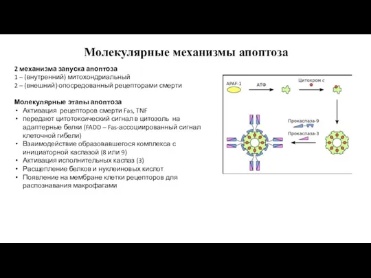 Молекулярные механизмы апоптоза 2 механизма запуска апоптоза 1 – (внутренний)
