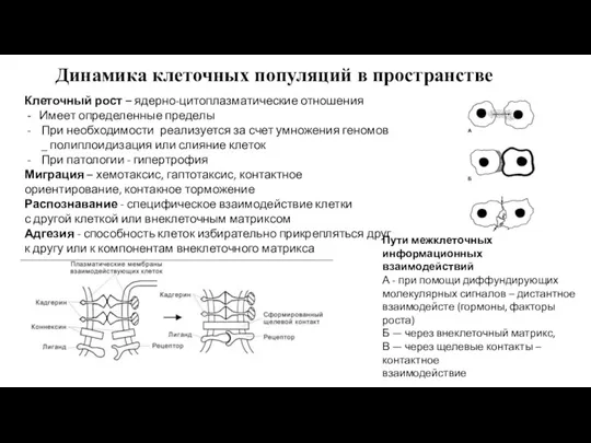 Динамика клеточных популяций в пространстве Клеточный рост – ядерно-цитоплазматические отношения