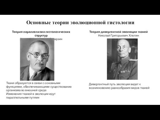 Основные теории эволюционной гистологии Теория параллелизма гистологических структур Алексей Алексеевич