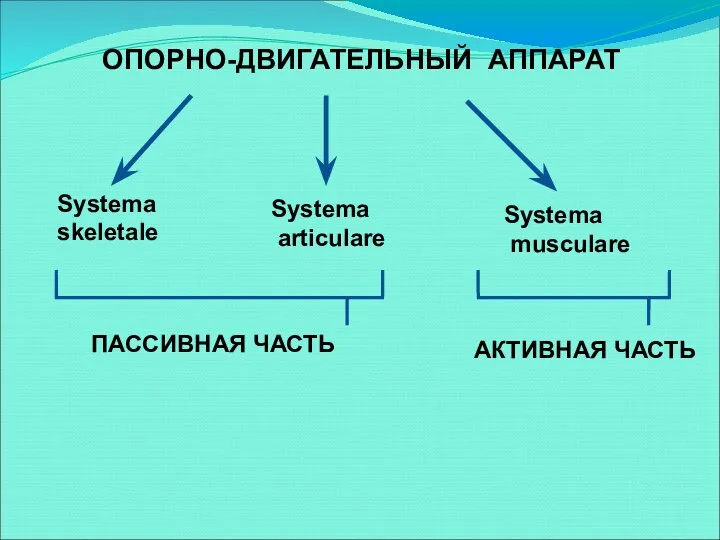 ОПОРНО-ДВИГАТЕЛЬНЫЙ АППАРАТ Systema skeletale Systema articulare Systema musculare АКТИВНАЯ ЧАСТЬ ПАССИВНАЯ ЧАСТЬ