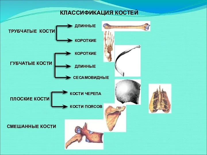 КЛАССИФИКАЦИЯ КОСТЕЙ ТРУБЧАТЫЕ КОСТИ ГУБЧАТЫЕ КОСТИ ПЛОСКИЕ КОСТИ СМЕШАННЫЕ КОСТИ